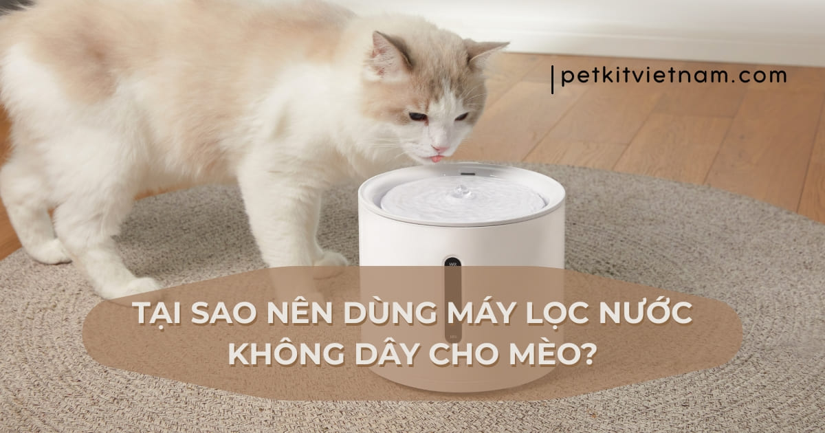 Tại Sao Nên Dùng Máy Lọc Nước Cho Mèo?