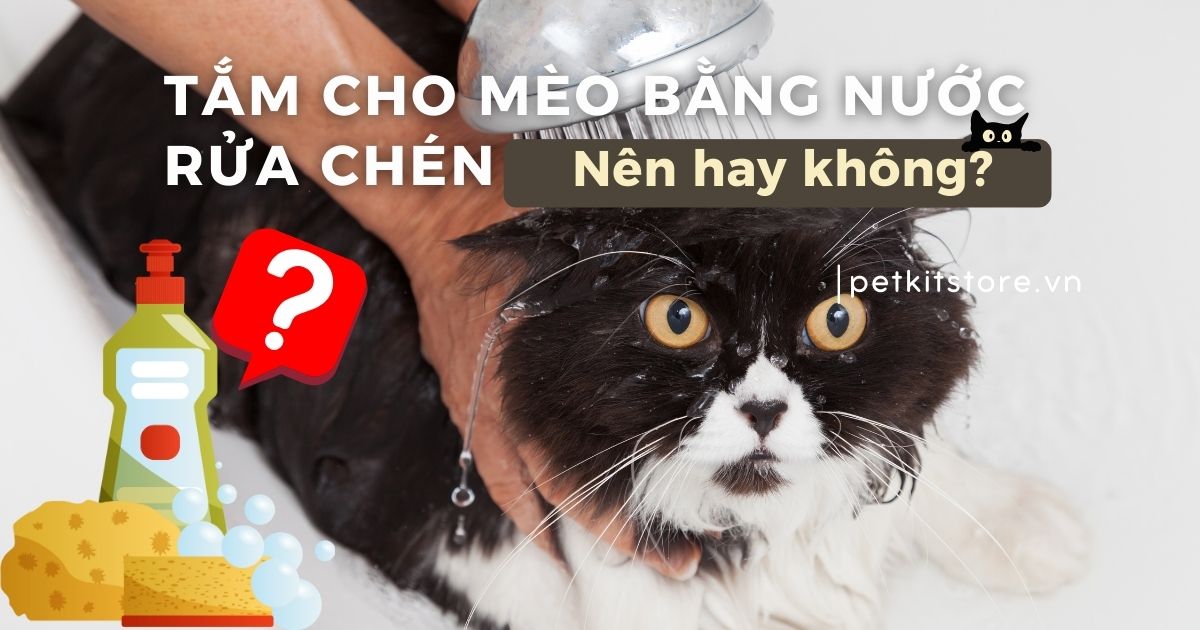 Có nên tắm cho mèo bằng nước rửa chén không?