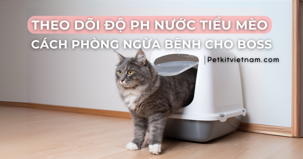 Theo Dõi Độ pH Nước Tiểu Mèo – Cách Phòng Ngừa Bệnh Thận & Tiết Niệu Sớm
