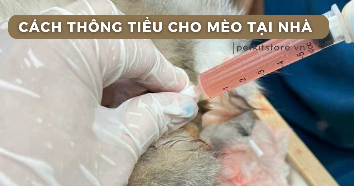 Cách thông tiểu cho mèo tại nhà an toàn, hiệu quả