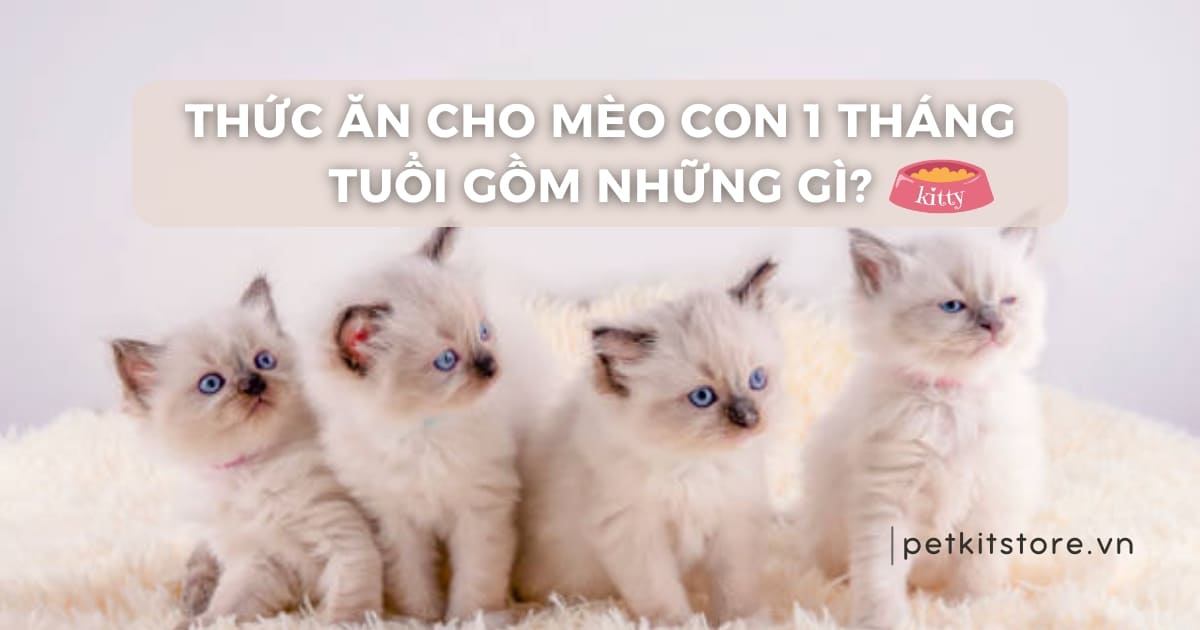 Thức ăn cho mèo con 1 tháng tuổi gồm những gì?
