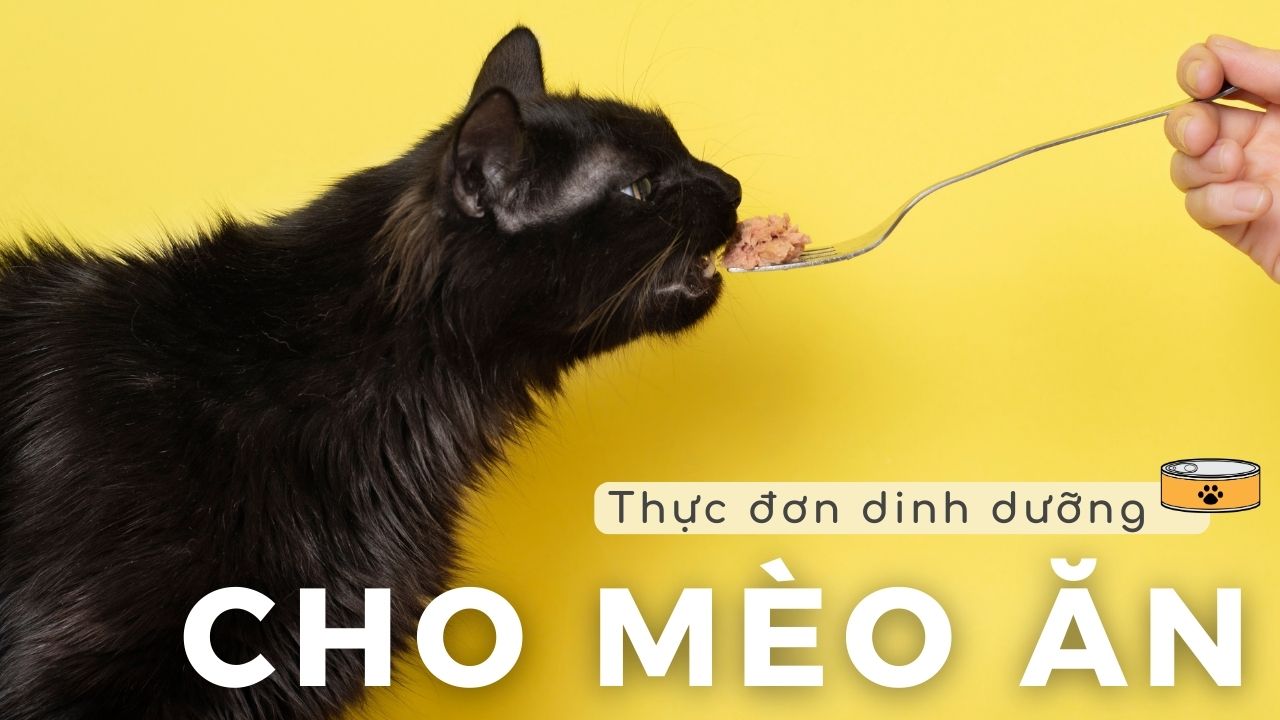 Xây dựng thói quen lành mạnh và thực đơn dinh dưỡng cho mèo ăn