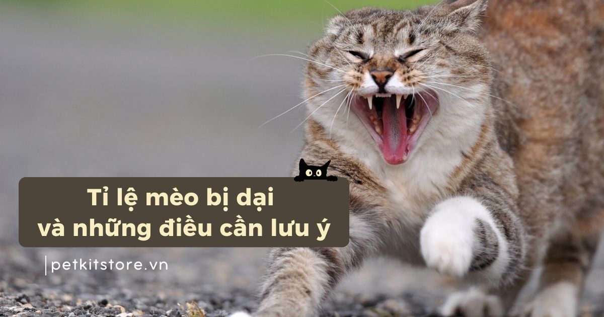 Tỉ lệ mèo bị dại: A-Z con số và những điều cần lưu ý