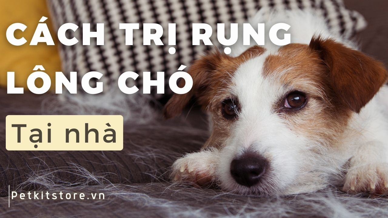 Top 7 cách trị rụng lông chó tại nhà đơn giản và hiệu quả