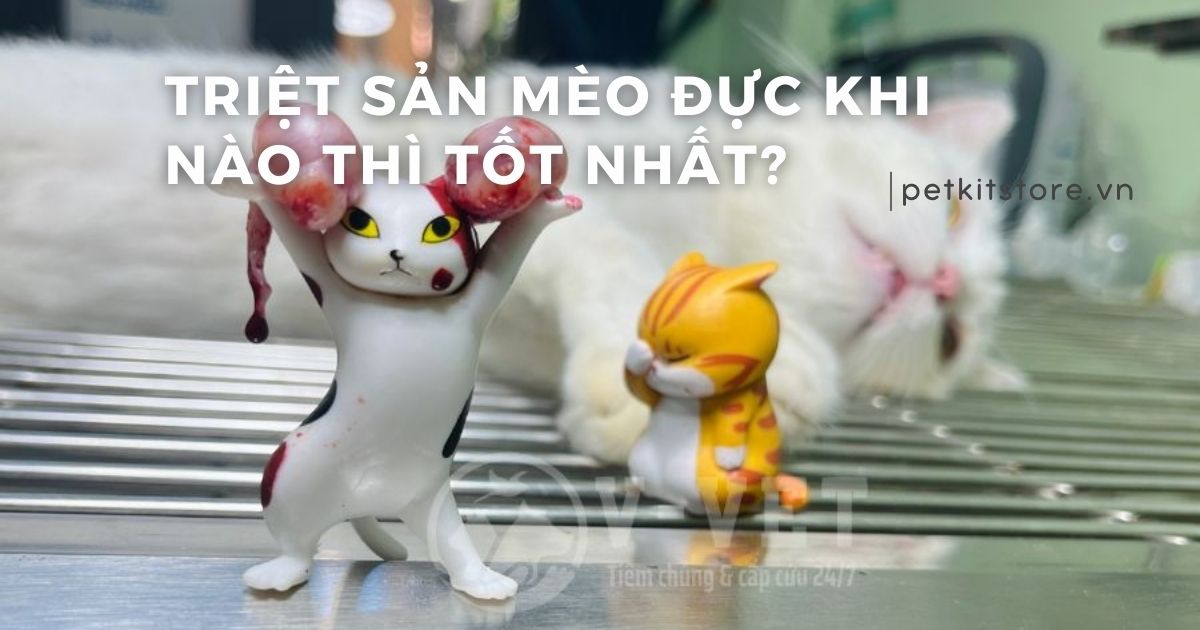 Triệt sản mèo đực khi nào thì tốt nhất?