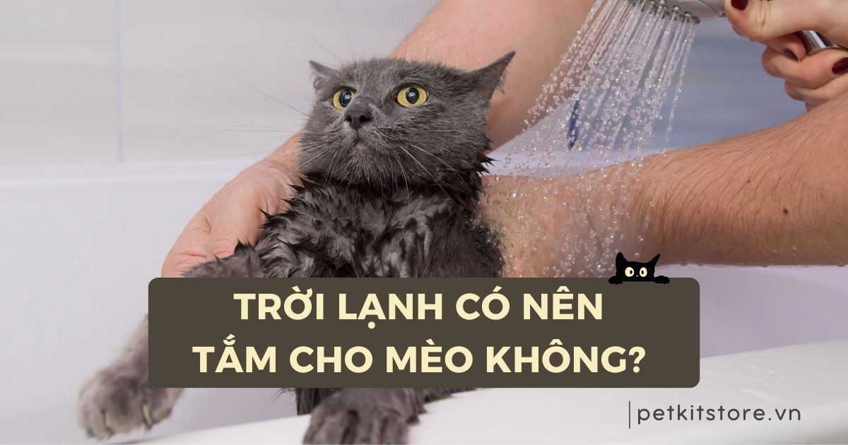 Trời lạnh có nên tắm cho mèo không? Tắm mèo trời lạnh ra sao?