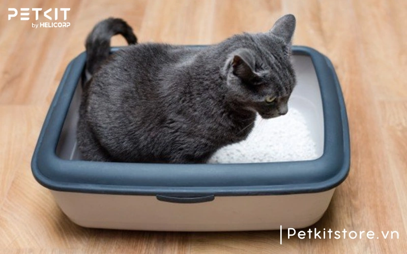 mèo bị táo bón - các bệnh thường gặp ở mèo