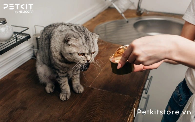 Mèo không còn hứng thú khi ăn