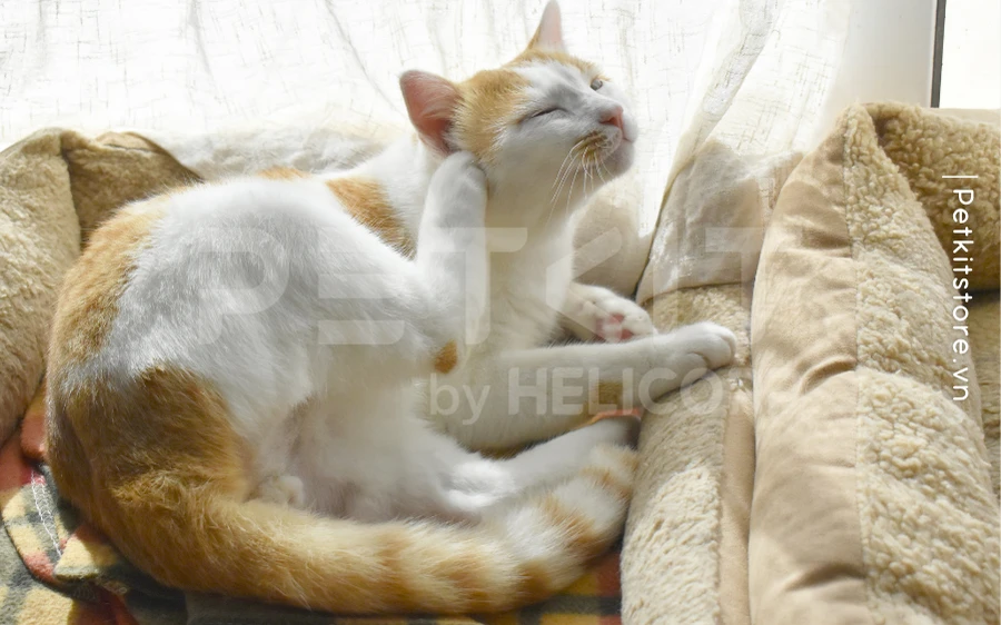 Dùng tông đơ cắt lông chó mèo để phòng ngừa các bệnh về da