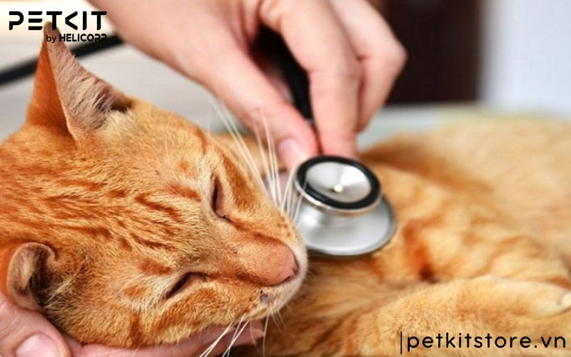 dấu hiệu bệnh giảm bạch cầu ở mèo