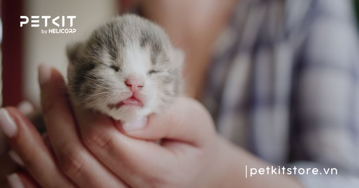 Các bệnh về mắt ở mèo