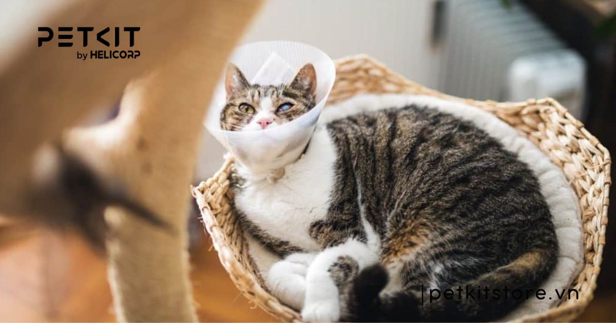 Các bệnh về mắt ở mèo