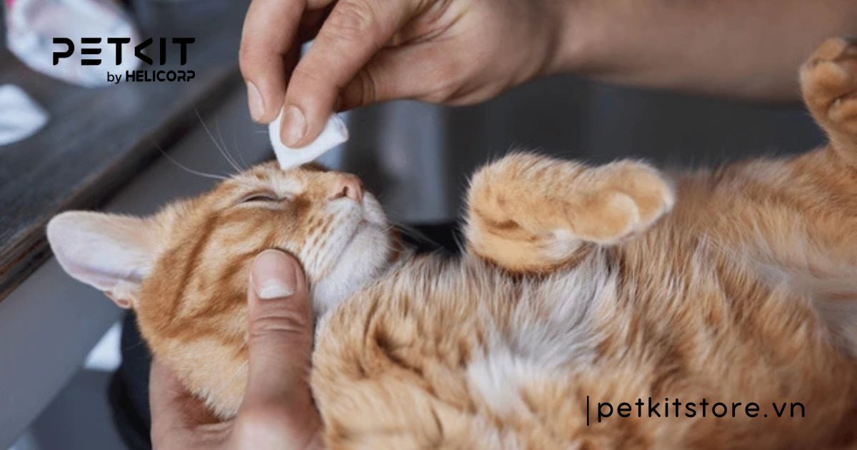 Các bệnh về mắt ở mèo