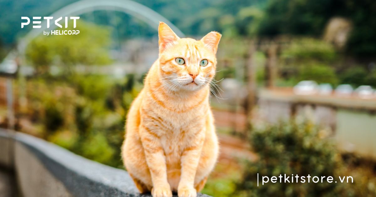 các giống mèo ta ở việt nam - Mèo vàng