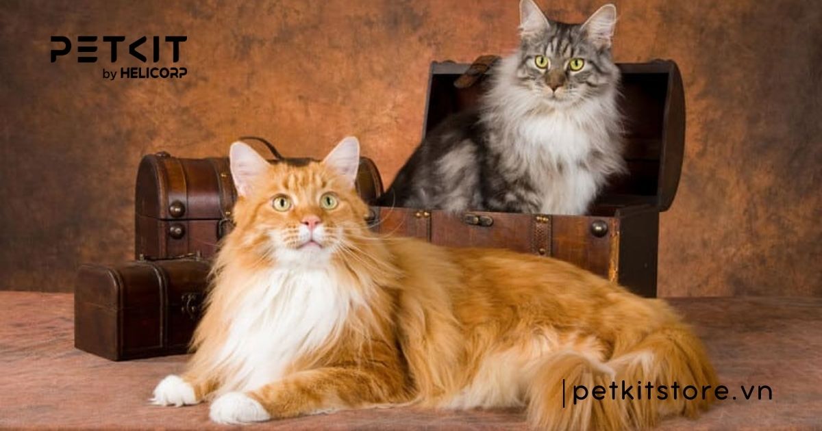 Mèo Maine Coon là một trong những giống mèo khá lớn và bộ lông dài mượt 