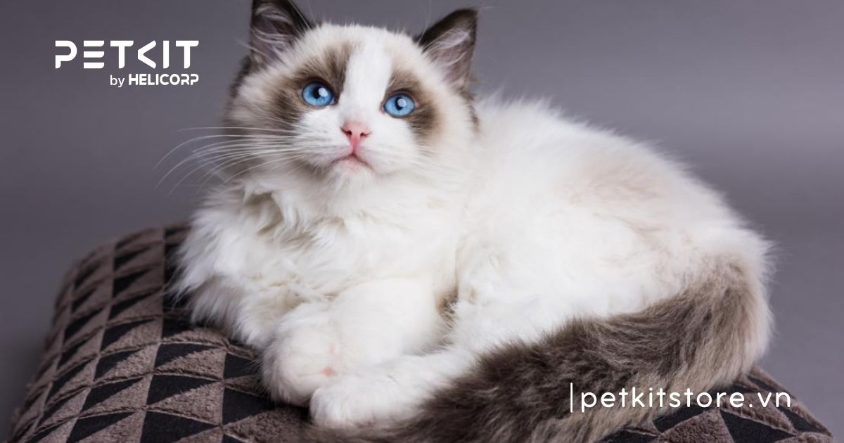 mèo Ragdoll nổi tiếng với đôi mắt xanh thẳm và tính cách ngoan ngoãn