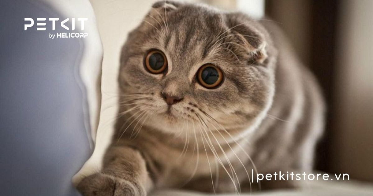 Mèo tai cụp với gương mặt và đôi mắt tròn xoe