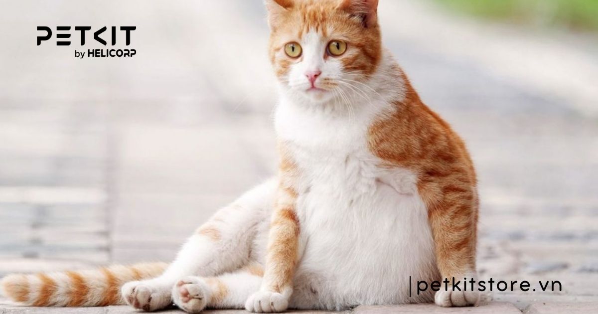 Tổng hợp kinh nghiệm cách chăm sóc mèo bầu suốt thai kỳ 