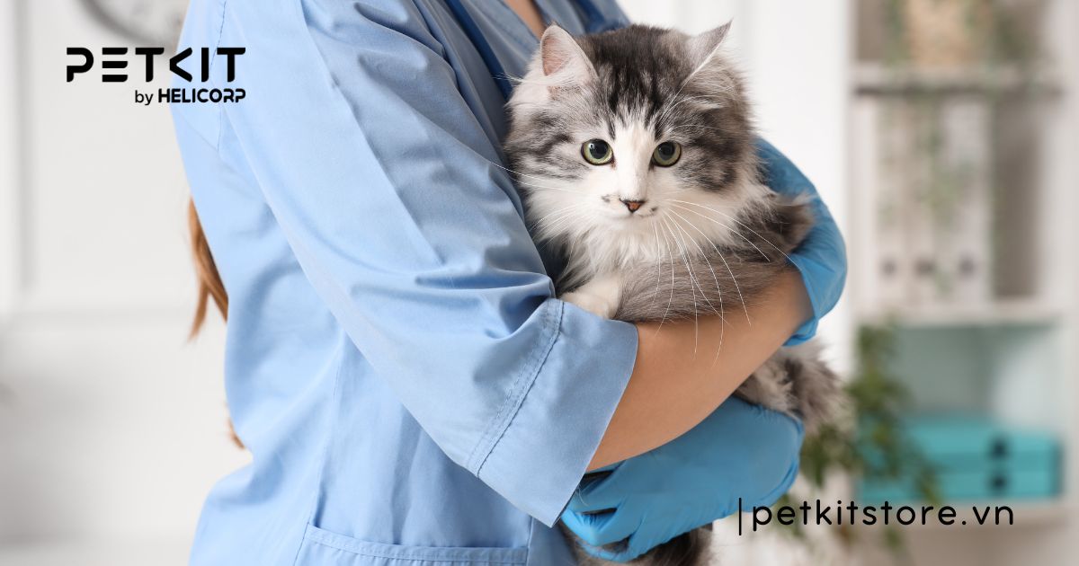 Cách chăm sóc mèo cái sau khi triệt sản để sớm phục hồi 