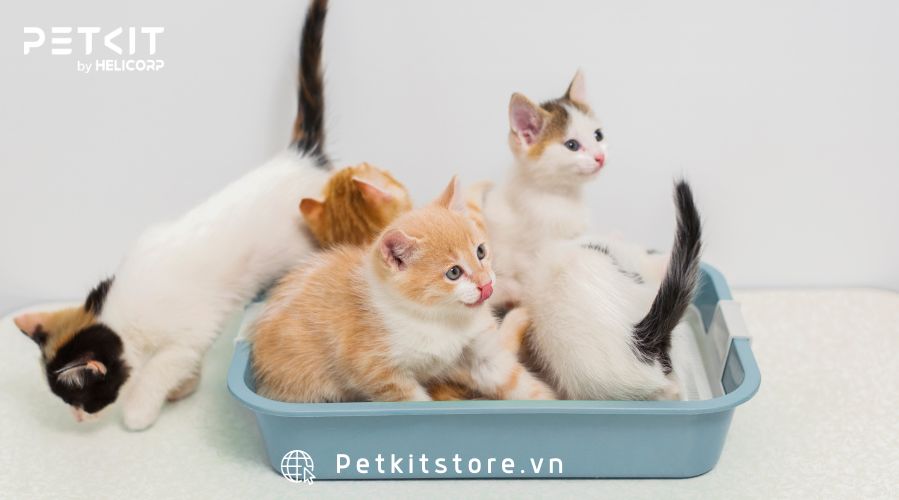 Cách dạy mèo đi vệ sinh đúng chỗ từ lúc mèo còn nhỏ