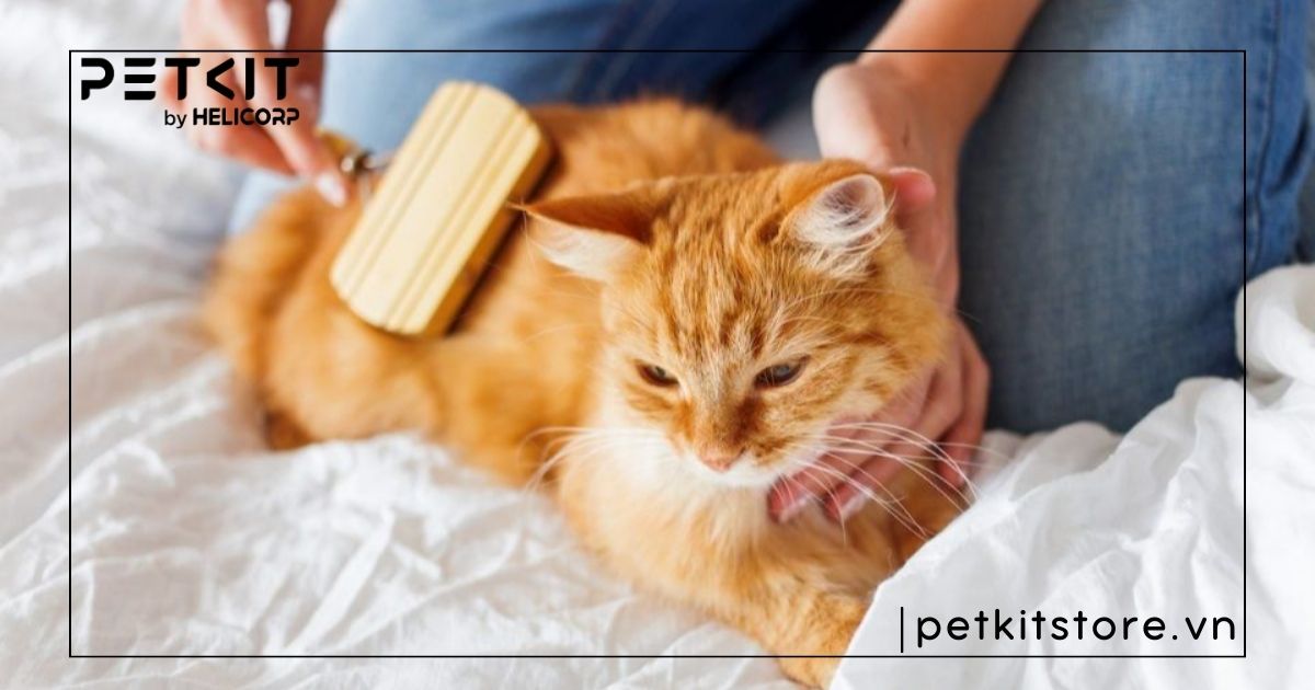 Cách tắm cho mèo không bị cào