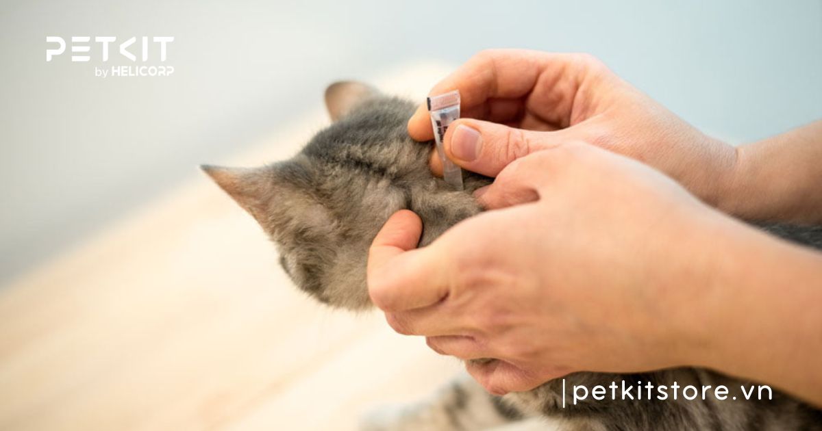 Cách trị rụng lông mèo