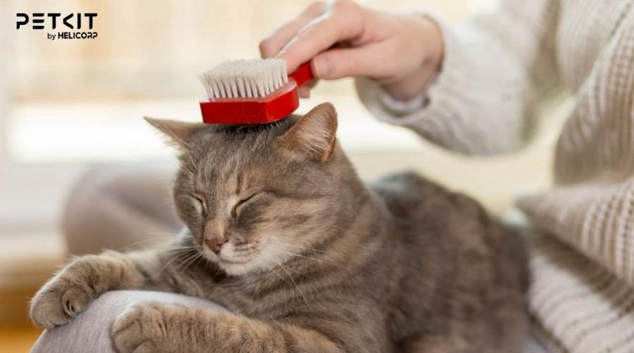 Chăm sóc lông góp phần bảo vệ sức khỏe cho mèo
