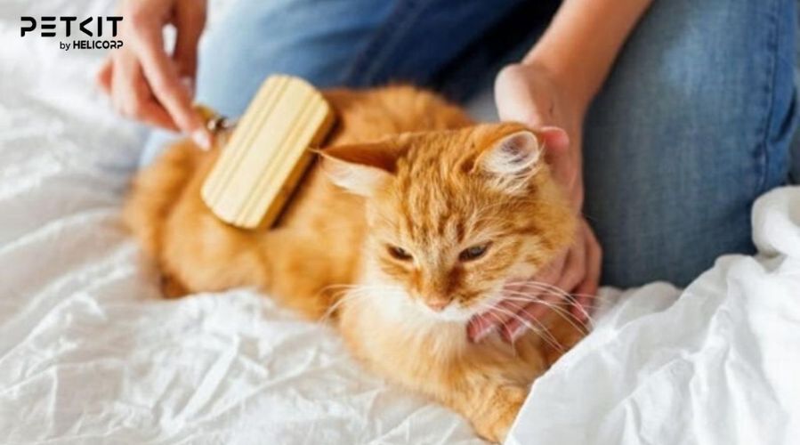 Chải lông mèo giúp lông mềm mượt, không bị rối