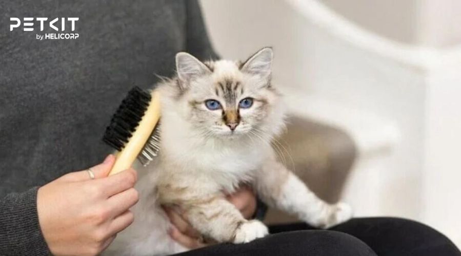 Một số sai lầm khi chăm sóc lông cho mèo cần tránh