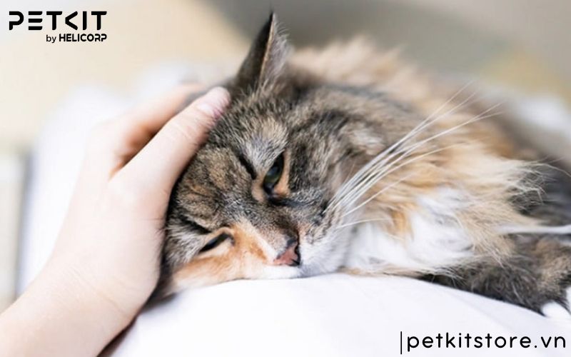 cách phòng tránh bệnh fip ở mèo