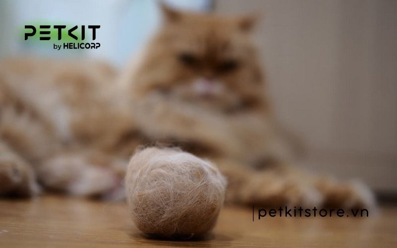 dấu hiệu mèo bị búi lông