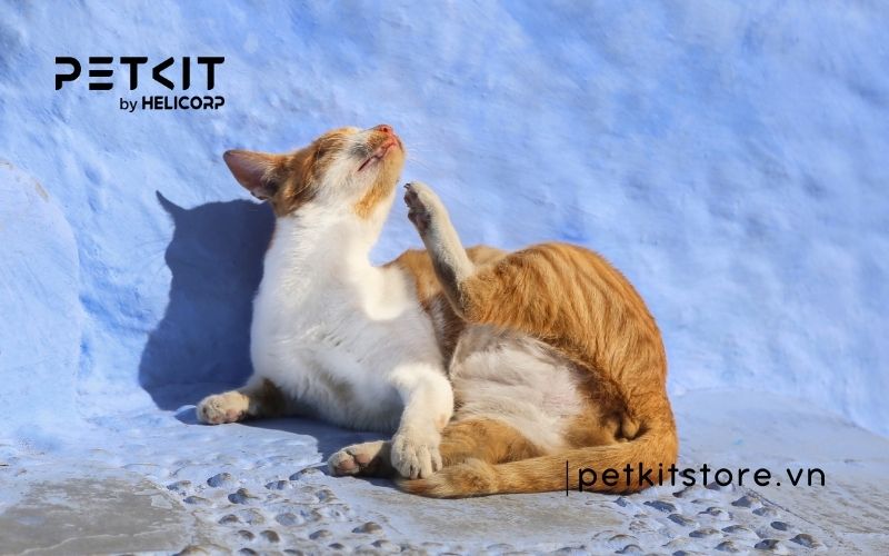 dấu hiệu mèo bị búi lông