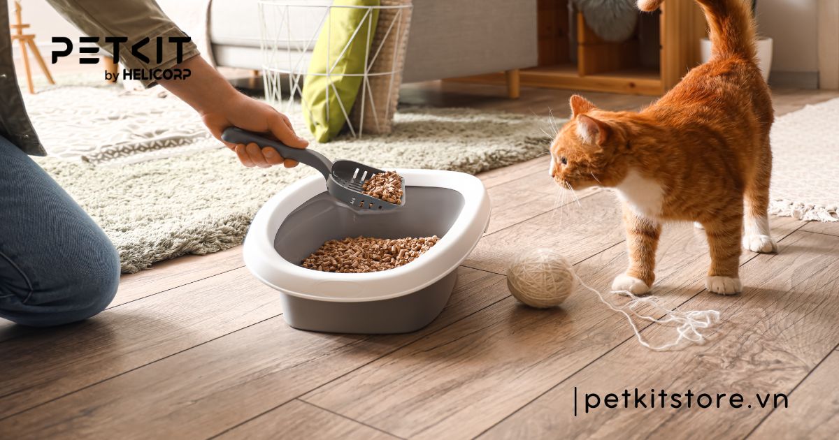 dấu hiệu mèo bị cảm