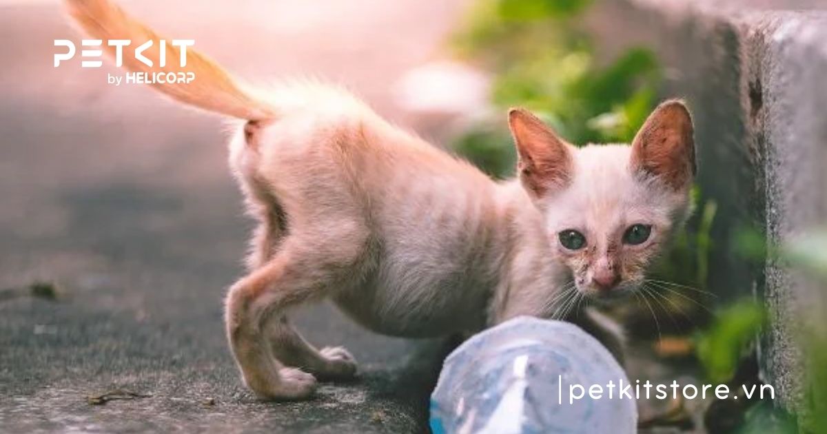  dấu hiệu mèo bị giun sán
