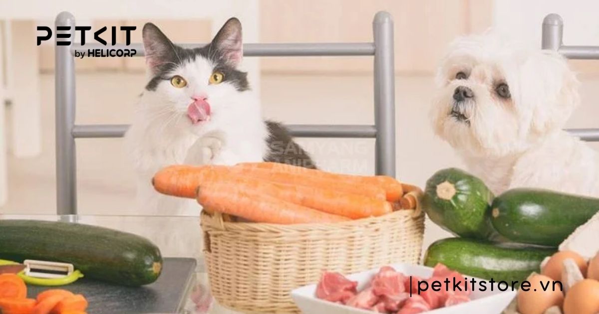  dấu hiệu mèo bị giun sán