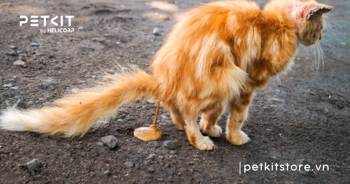 dấu hiệu mèo bị kiết lỵ