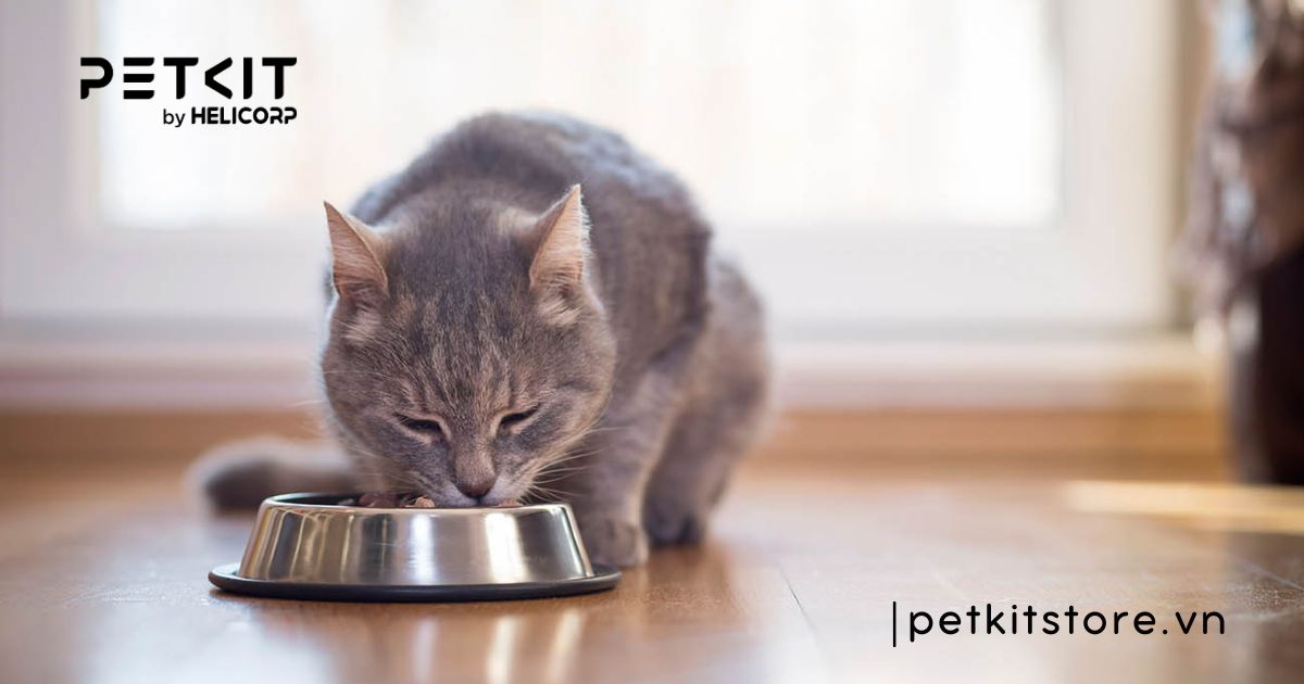Dấu hiệu mèo bị kiết lỵ