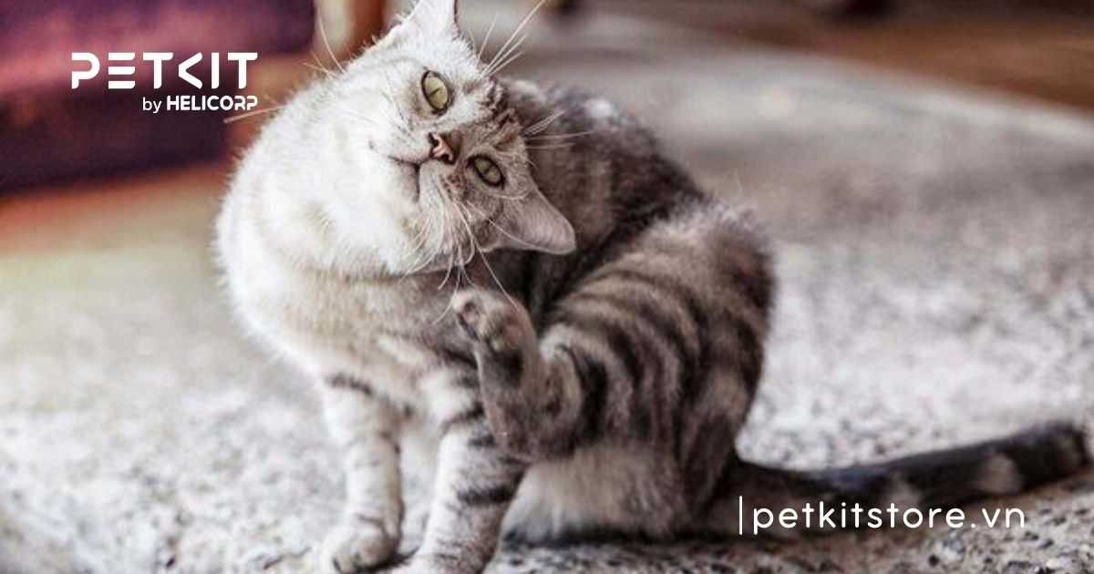 dấu hiệu mèo bị nấm