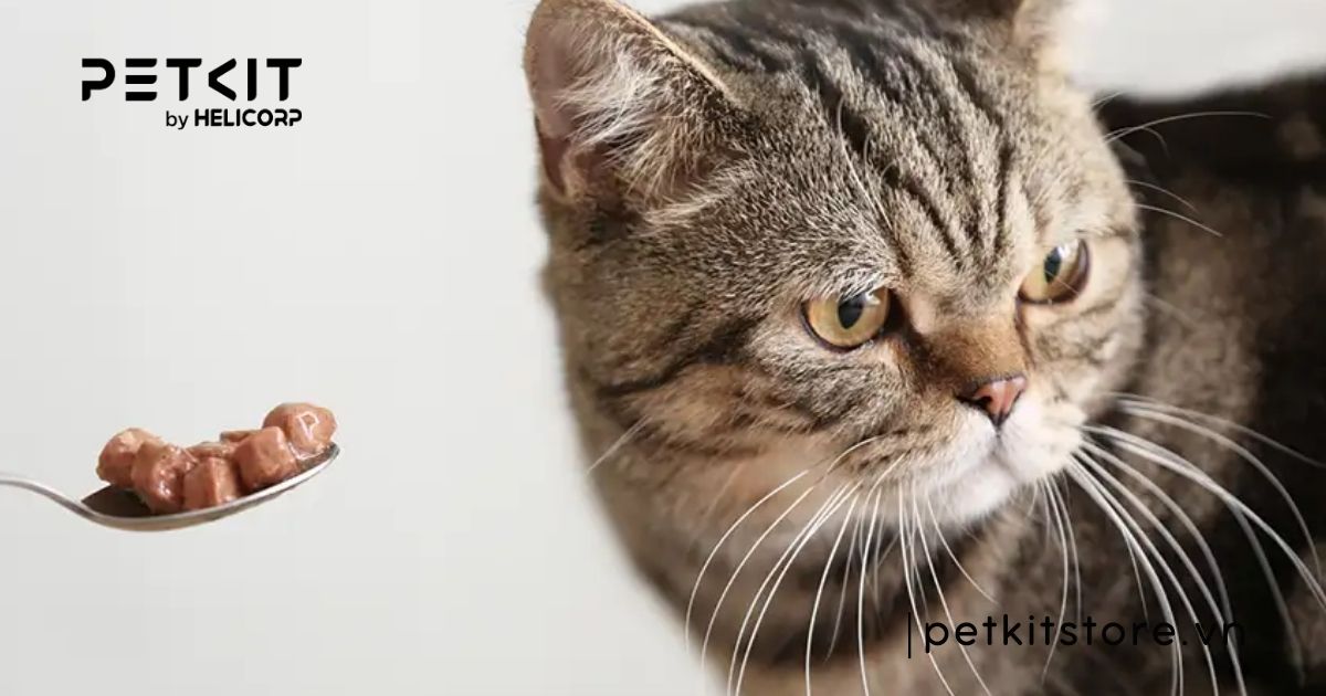 dấu hiệu mèo bị nấm