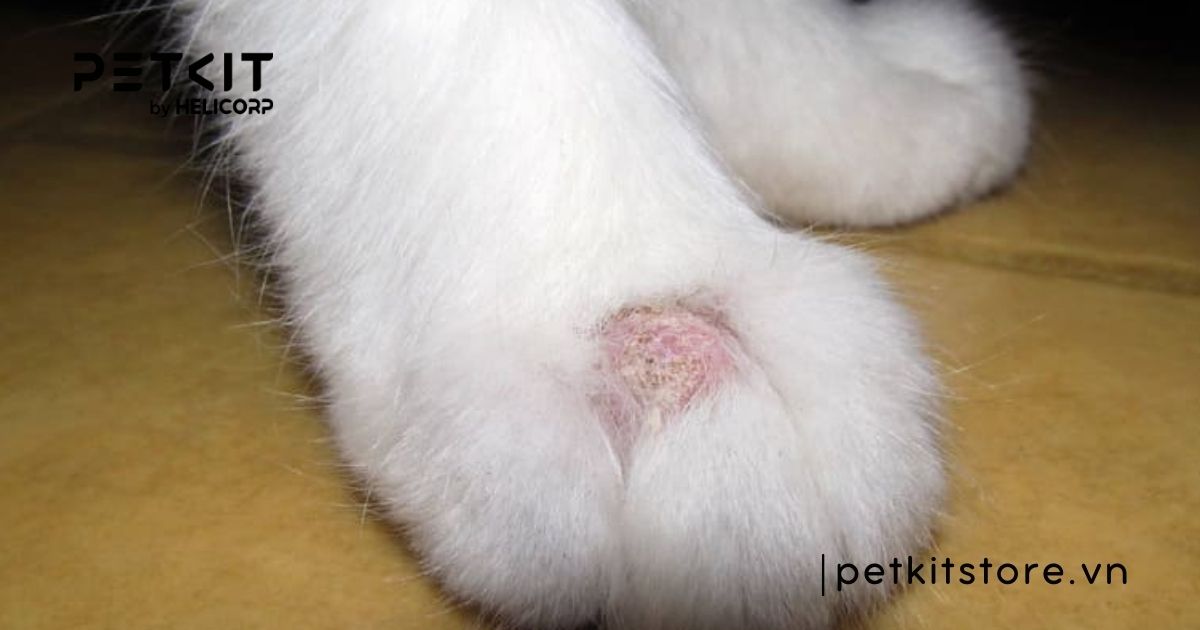 dấu hiệu mèo bị nấm