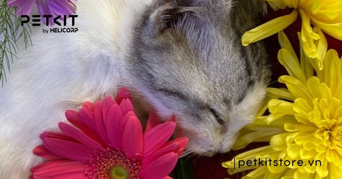 Mèo con sắp chết