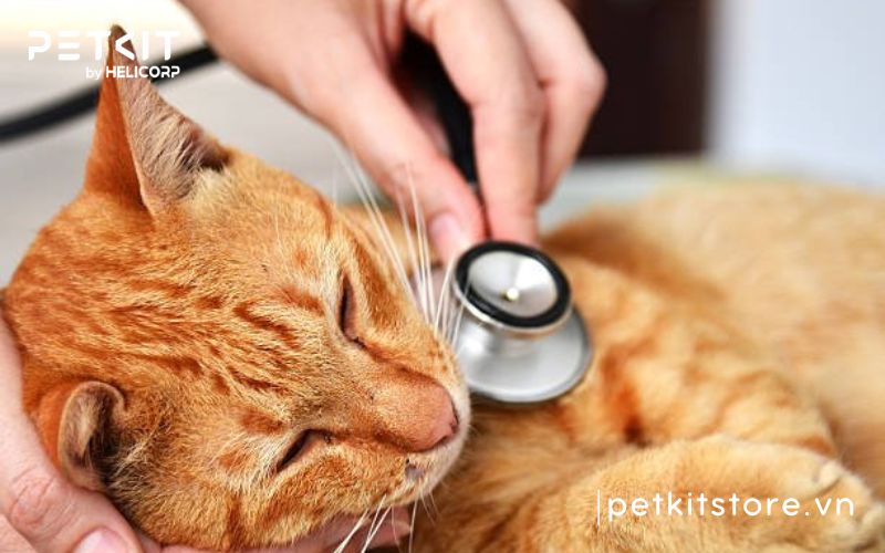 bệnh fip ở mèo sống được bao lâu