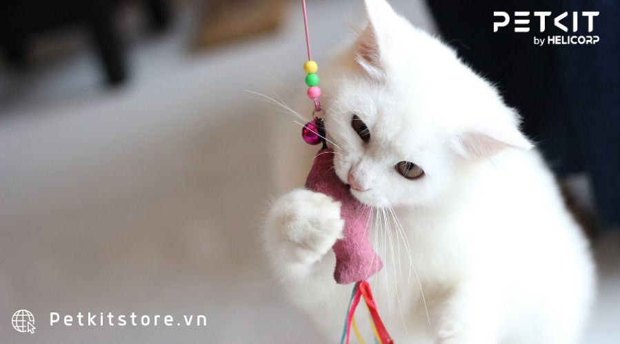 Đồ chơi cho mèo là đồ dùng cần thiết giúp mèo năng động và hoạt bát