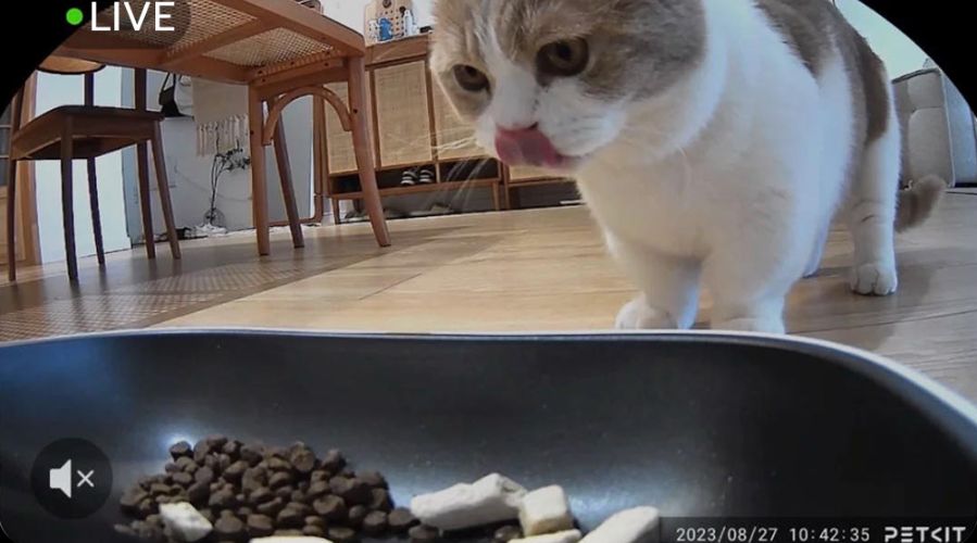 Máy cho mèo ăn có Camera PETKIT GEMINI YUMSHARE