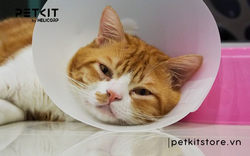 mèo bị nấm da