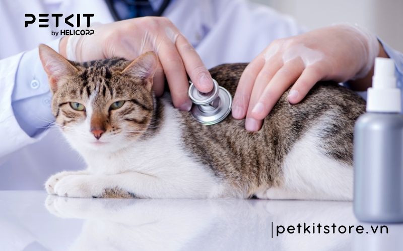 Mèo bị giảm bạch cầu có bị lại không