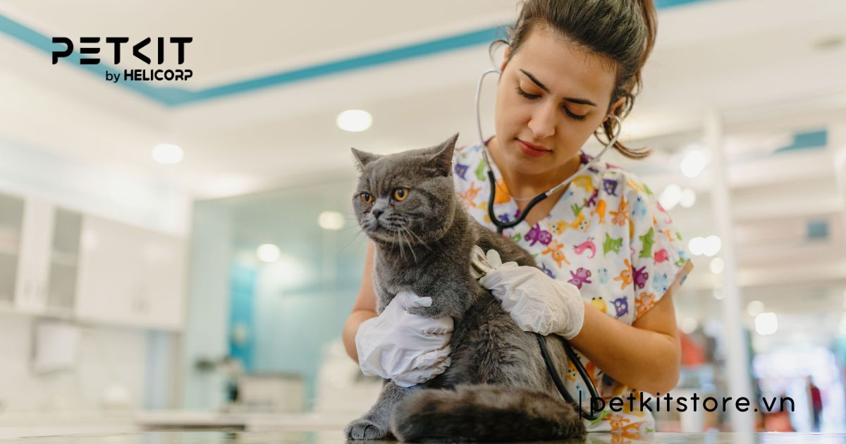 mèo bị tiêu chảy không kiểm soát