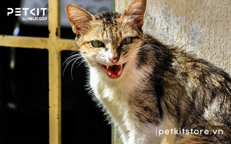mèo bị mắc nghẹn ở cổ