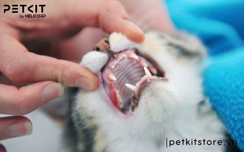 mèo bị mắc nghẹn ở cổ