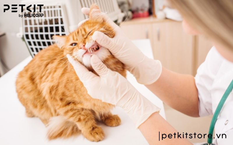 mèo bị mắc nghẹn ở cổ